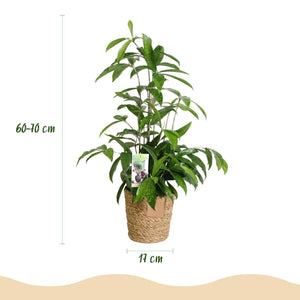 Livraison plante Dracaena surculosa et panier H65 cm