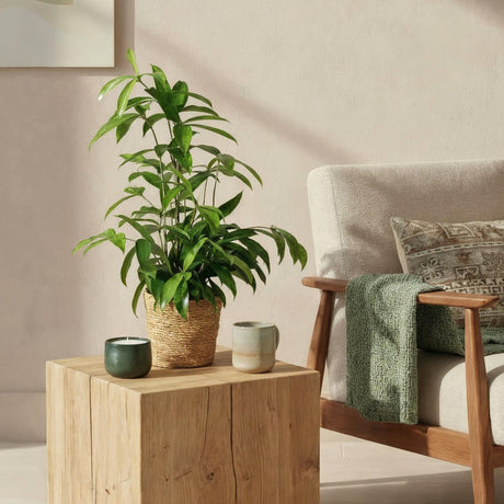 Livraison plante Dracaena surculosa – Lot de 2 – Hauteur 60 - 70 cm