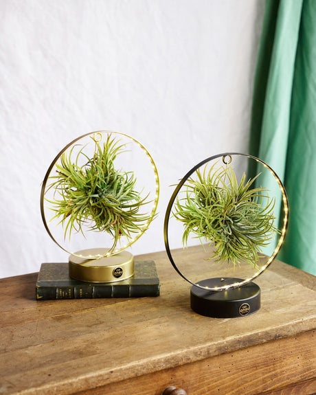 Livraison plante Duo de Tillandsia socle Led Edition