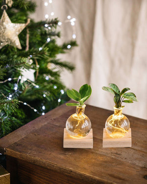 Livraison plante Duo SAMOA - Hydroculture