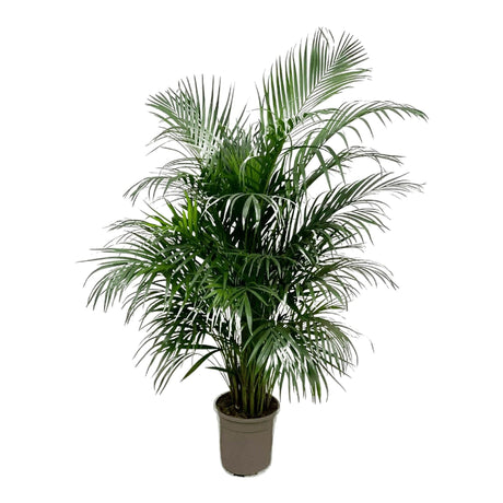 Livraison plante Dypsis Lutescens (Areca palmier) 160 cm - ø24