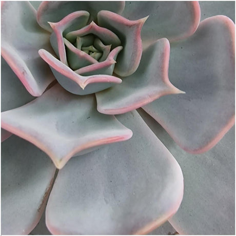 Livraison plante Echeveria Lilacina Sans Racines dans Coupe Rouge