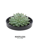 Livraison plante Echeveria Pulidonis Sans Racines