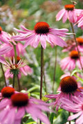 Purpurkornblomma (Echinacea purpurea) 'Magnus'