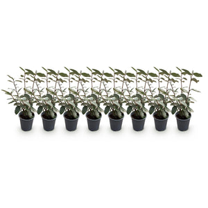 Livraison plante Elaeagnus ebbingei Compacta – Lot de 8 – Pot 9 cm
