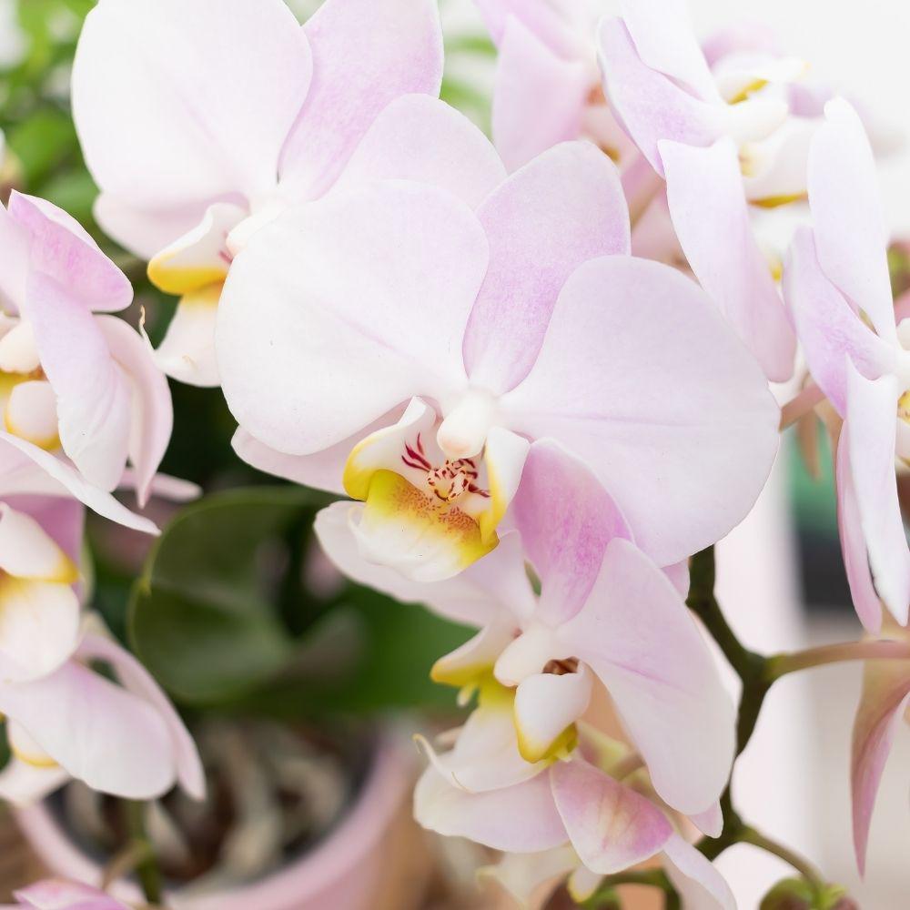 Livraison plante Ensemble de plantes vertes avec orchidée rose et accessoires