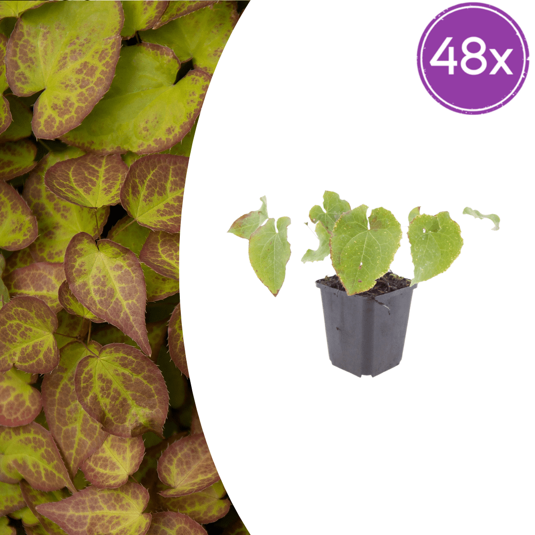 Livraison plante Epimedium