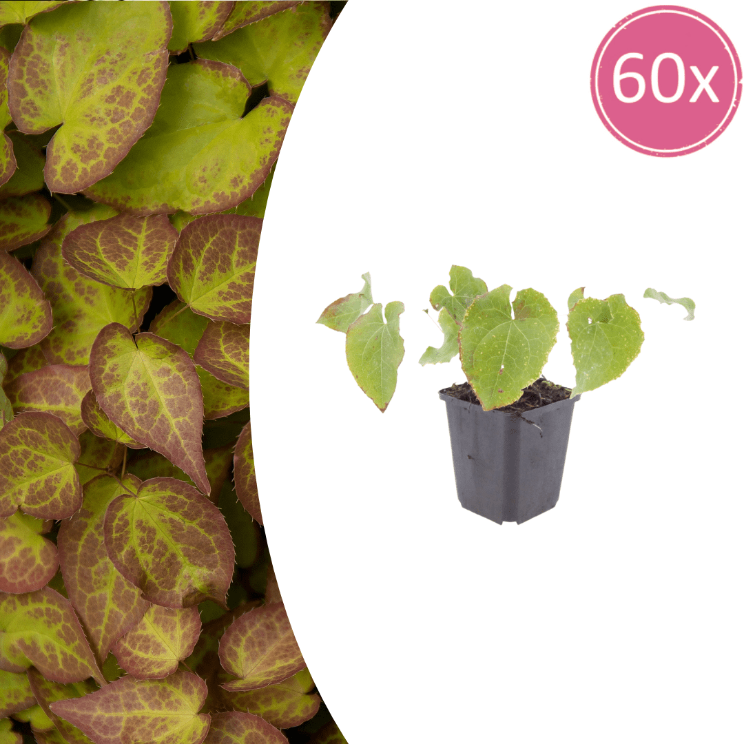 Livraison plante Epimedium
