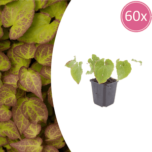Livraison plante Epimedium