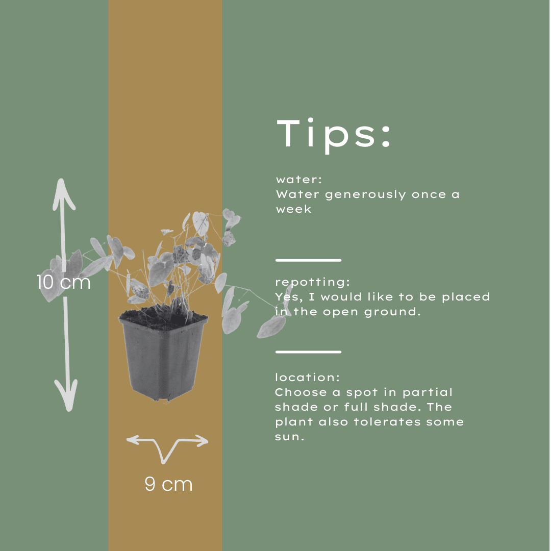 Livraison plante Epimedium niveum