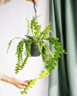 Livraison plante Epiphyllum Anguliger