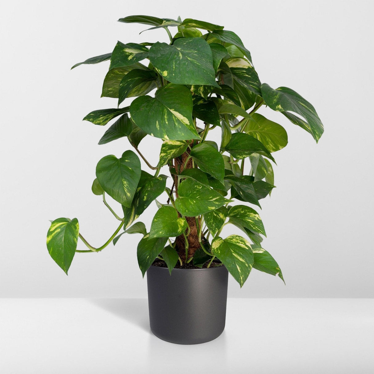 Livraison plante Epipremnum Aureum et son tuteur h60cm