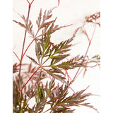 Livraison plante Erable du Japon - Acer 'Garnet'