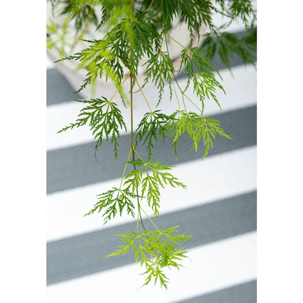 Livraison plante Erable du japon 'Dissectum' - ↨40cm - Ø19cm - plante d'extérieur