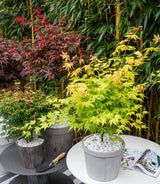 Livraison plante Erable du japon 'Orange Dream' - ↨30cm - Ø15cm - plante d'extérieur