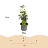 Livraison plante Érable du Japon Seiryu – Pot 12 cm – Hauteur 35 cm
