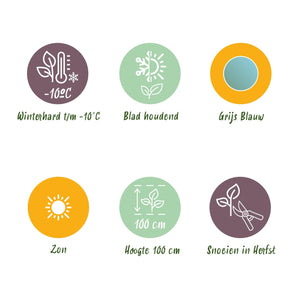 Livraison plante Eucalyptus gunnii – Lot de 2 – Pot 14 cm – Hauteur 30 cm