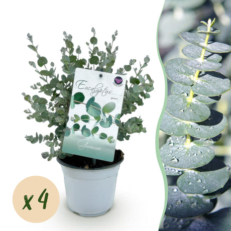 Livraison plante Eucalyptus gunnii x2