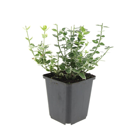 Livraison plante Euonymus 'Emerald 'n Gaity' - Lot de 6