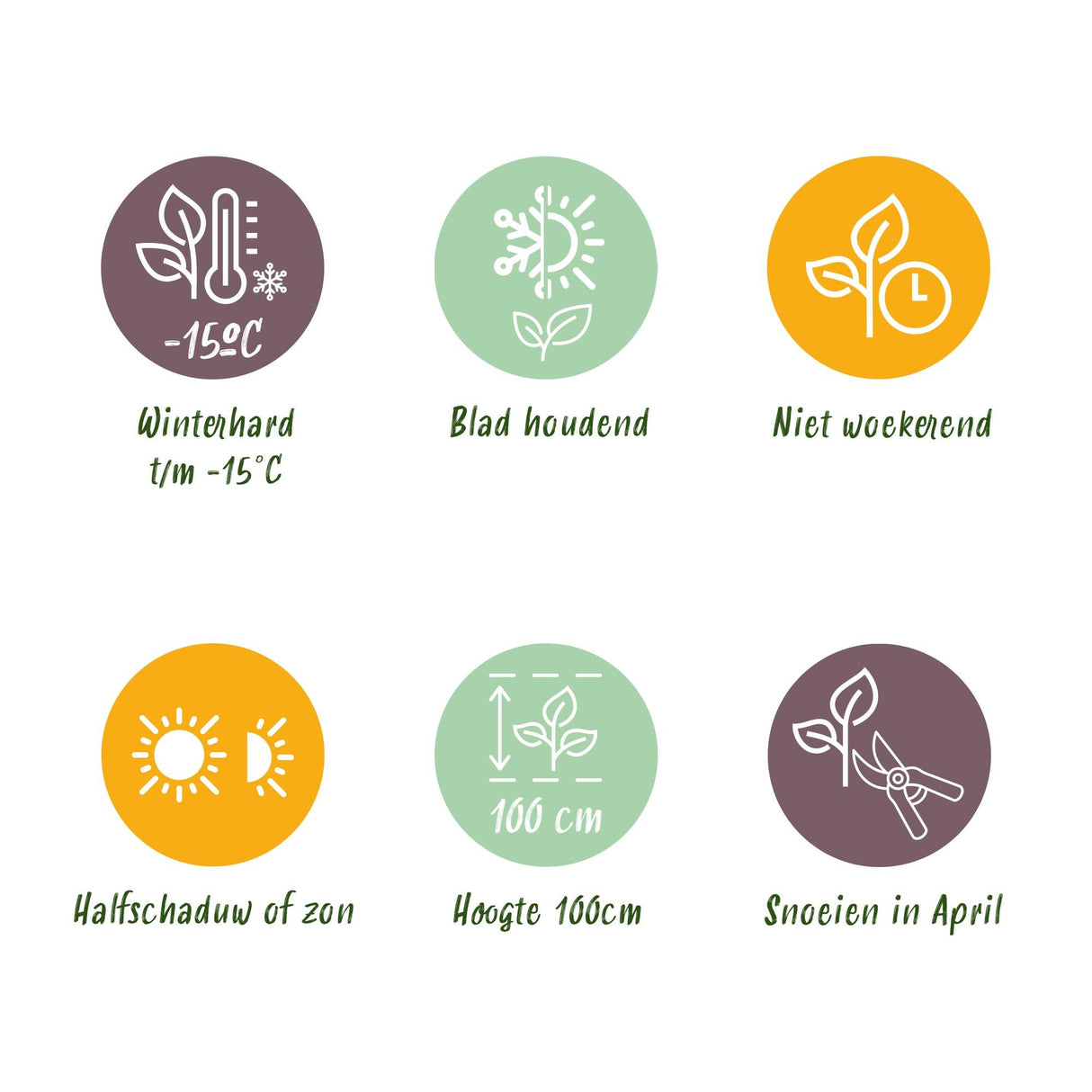 Livraison plante Euonymus japonica Green Spire – Lot de 6 – Hauteur 40 cm