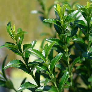 Livraison plante Euonymus japonica Green Spire – Lot de 8 – Hauteur 20 - 25 cm