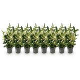 Livraison plante Euonymus japonica Paloma Blanca – Lot de 8 – Pot 9 cm