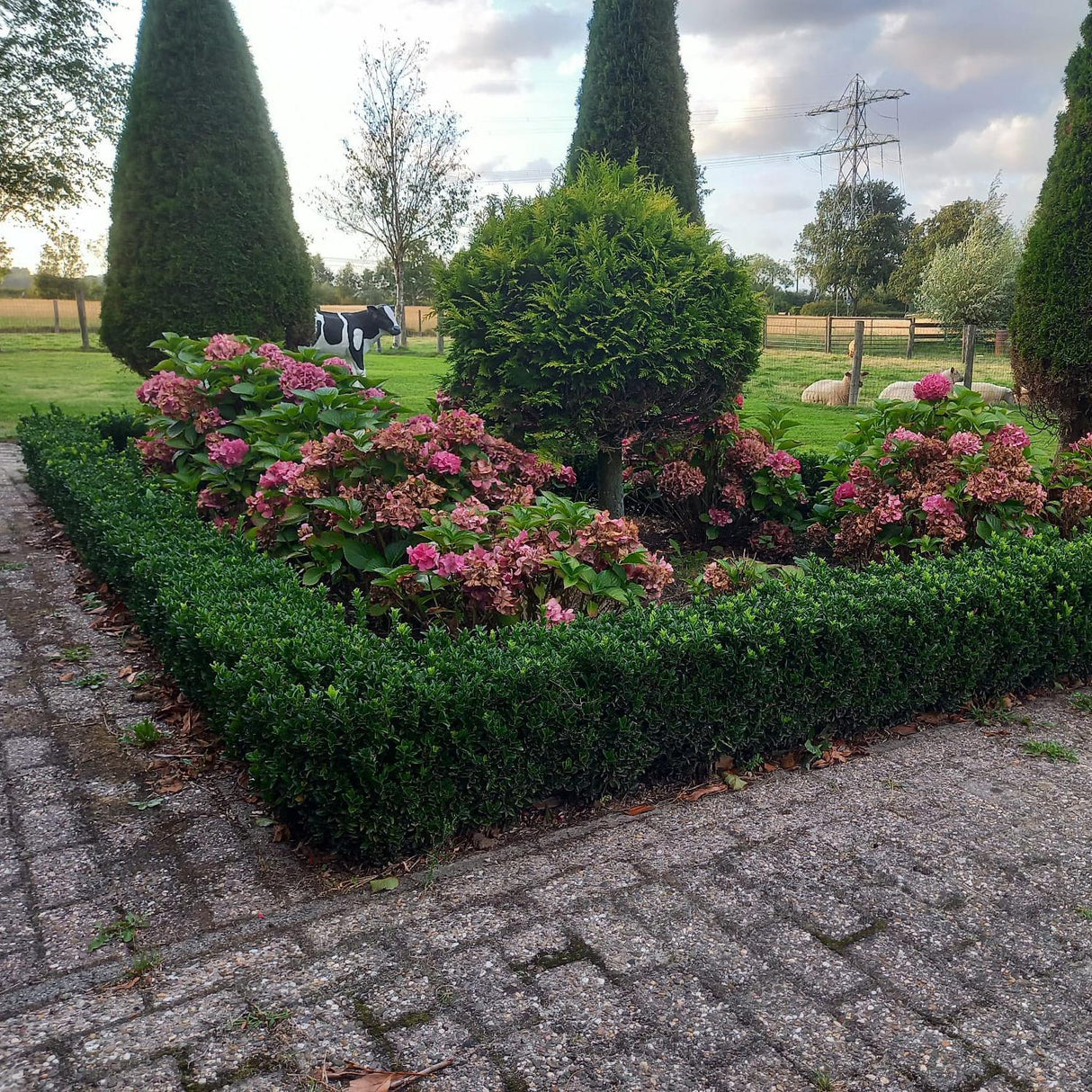 Livraison plante Euonymus japonicus Green Spire