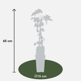 Livraison plante Fallopia baldschuanica blanche