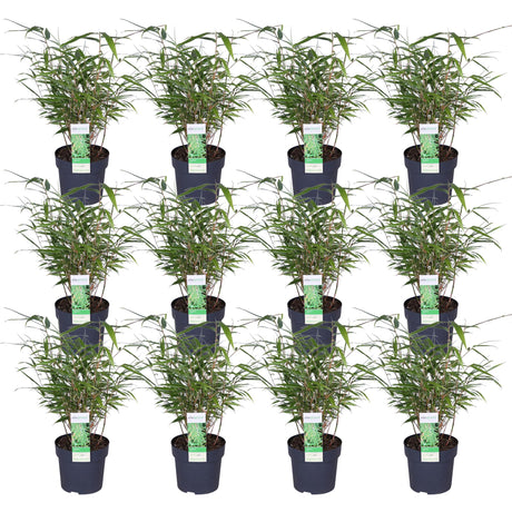 Livraison plante Fargesia rufa bambou - lot de 12 - ↨40cm - Ø14 - plante d'extérieur