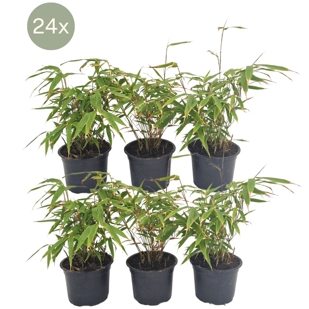 Livraison plante Fargesia Rufa lot de 24 bambou - Ø13 cm - ↕25 cm - plante d'extérieur