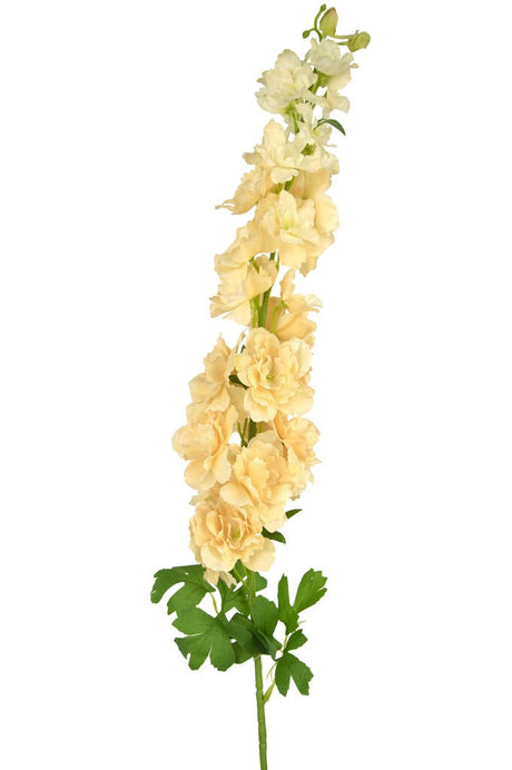 Livraison plante Faux Delphinium crème