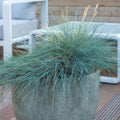Blå Festuca (Festuca Glauca) 'Elijah Blue'