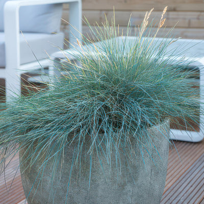 Blå Festuca (Festuca Glauca) 'Elijah Blue'