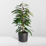 Livraison plante Ficus Amstel King h95cm