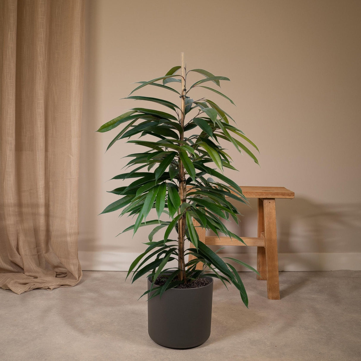 Livraison plante Ficus Amstel King h95cm