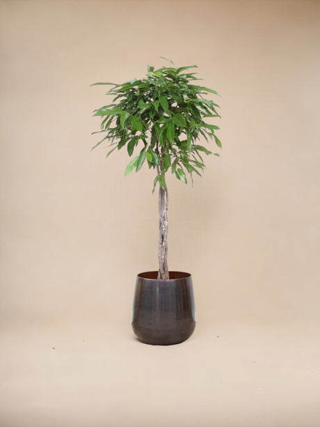Livraison plante Ficus Amstel royal tronc tressé