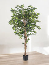 Livraison plante Ficus benjamina - Arbre artificiel