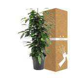 Livraison plante Ficus Benjamina Danielle