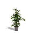 Livraison plante Ficus benjamina h95cm