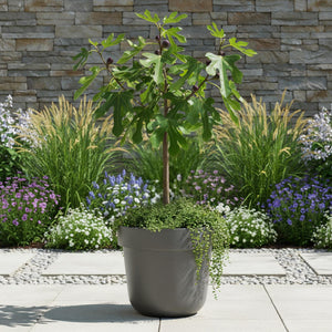 Livraison plante Ficus carica Little Miss Figgy – Pot 19 cm – Hauteur 90 cm