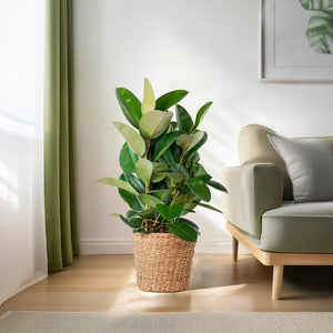 Livraison plante Ficus Elastica Robusta et son pot