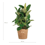 Livraison plante Ficus Elastica Robusta et son pot