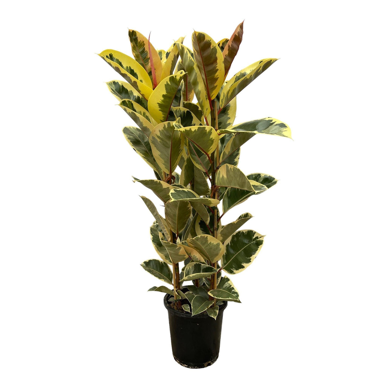 Livraison plante Ficus Elastica Tineke - 160 cm - Ø28cm