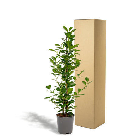 Livraison plante Ficus - Le Moclame