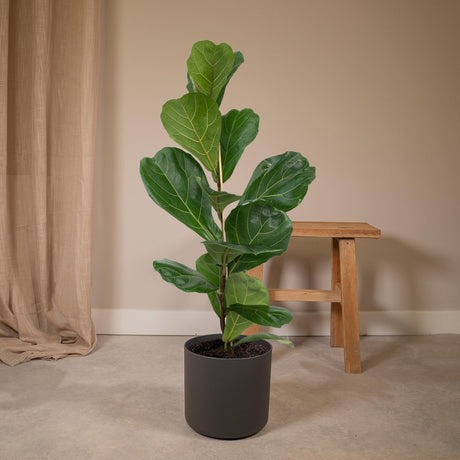 Livraison plante Ficus Lyrata