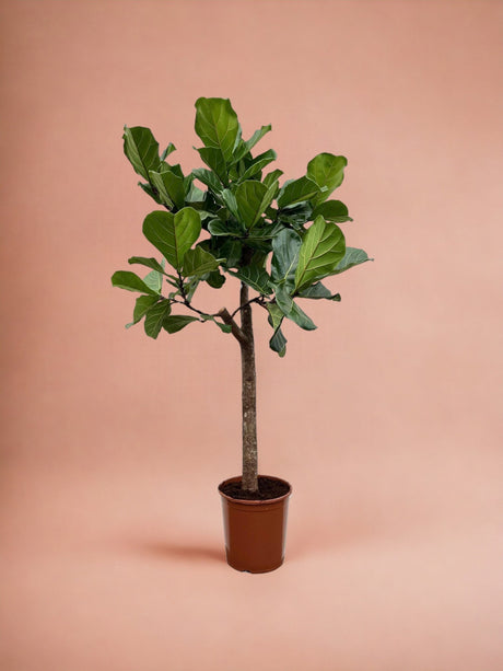 Livraison plante Ficus Lyrata boom - 160 cm - ø30