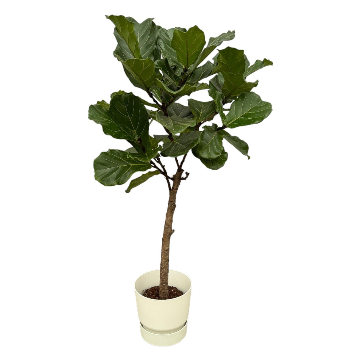 Livraison plante Ficus Lyrata stam inclusief elho Greenville Round wit - 160 cm - Ø30