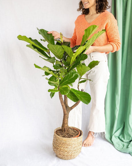 Livraison plante Ficus Lyrata XL