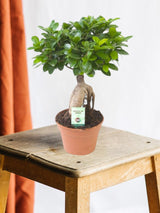 Livraison plante Ficus Microcarpa Ginseng