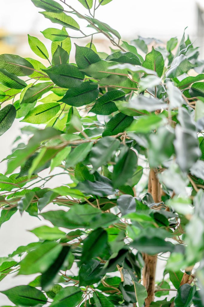 Livraison plante Ficus Vert - Arbre artificiel